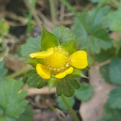Potentilla indica