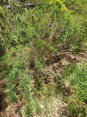 Bossiaea linophylla