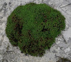 Limonium kraussianum