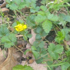 Potentilla indica