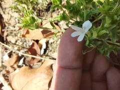 Dyschoriste setigera