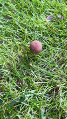 Panaeolus foenisecii