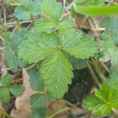 Potentilla indica