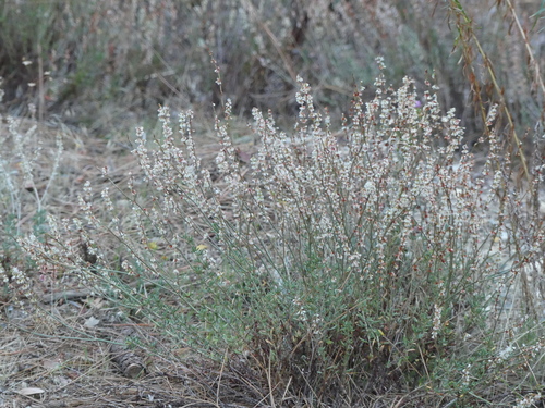 iNaturalist observation photo of Wright's buckwheat
