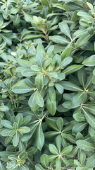 Pittosporum tobira