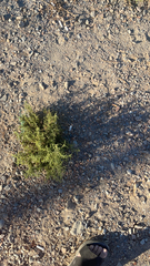 Dittrichia graveolens