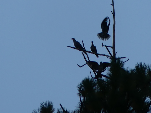 iNaturalist observation photo of Band-tailed Pigeon