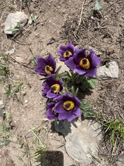 Pulsatilla chinensis