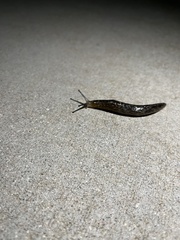 Limacus
