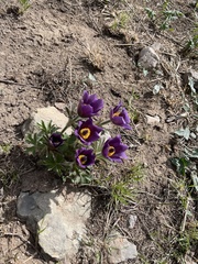 Pulsatilla chinensis