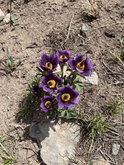 Pulsatilla chinensis