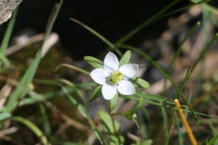 Lomatogonium rotatum