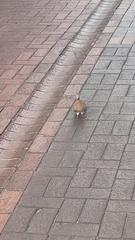 Streptopelia senegalensis