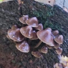 Mycena stipata