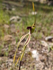 Caladenia verrucosa