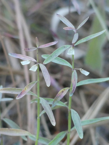 iNaturalist observation photo of Grayleaf Skullcap