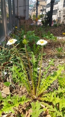 Taraxacum coreanum