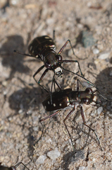 Cicindela ocellata