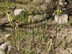 Caladenia verrucosa