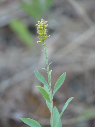 iNaturalist observation photo of velvety goldenrod
