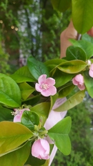 Pseudocydonia sinensis