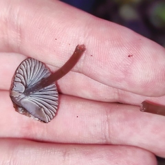 Mycena stipata