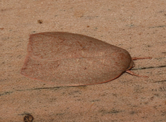 Euchaetis holoclera