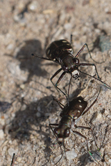 Cicindela ocellata