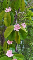 Pseudocydonia sinensis