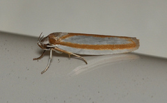 Xylorycta parabolella