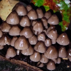 Mycena stipata