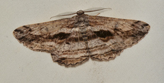 Scioglyptis chionomera