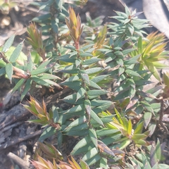 Acrotriche serrulata