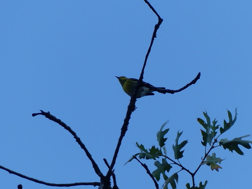 iNaturalist observation photo of Townsend's Warbler