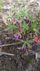 Geranium solanderi