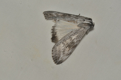 Capusa senilis