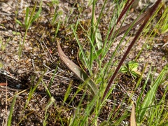 Caladenia verrucosa