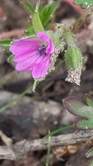 Geranium solanderi