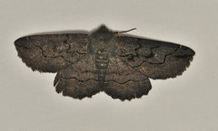 Melanodes anthracitaria