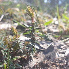 Acrotriche serrulata