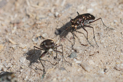 Cicindela ocellata