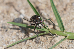 Cicindela ocellata