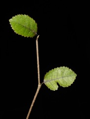 Streblus heterophyllus