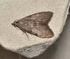 Nola pleurosema