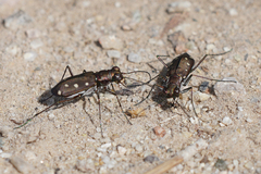 Cicindela ocellata