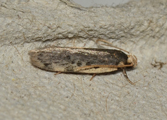 Hoplostega ochroma