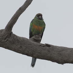 Barnardius zonarius barnardi