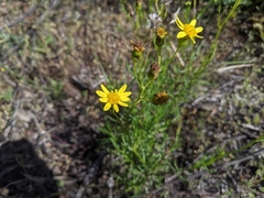 Senecio pinnatifolius