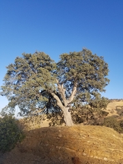 Quercus douglasii