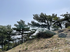 Pinus tabuliformis